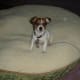 my-dog-misha