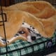 my-dog-misha