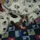 my-dog-misha