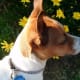 my-dog-misha