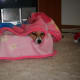my-dog-misha