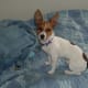my-dog-misha
