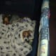 my-dog-misha