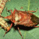 A spined soldier bug is pictured here. Also called spined stink bugs, they prey primarily on caterpillars.
