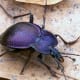 Ground Beetle