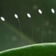 Adult lacewings lay their eggs at the ends of stalks. They often attach these stalks to stems and leaves.