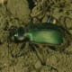 All ground beetles, like this green one, have prominent legs, and they can move quickly.