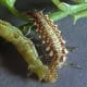 Lacewing larvae are very predatory. Here, a lacewing larva attacks and eats a catepillar.