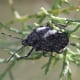Rough Shield Soldier Bug