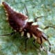 Lacewing larvae are yellow and brown.