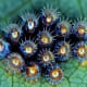 Assassin bug eggs are brown.