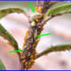 Adult hover flies lay their eggs near aphid colonies. Arrows indicate where hover fly larvae (maggots) are beginning to form pupae.