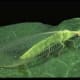 Green Lacewing