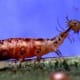 They primarily feast on aphids.