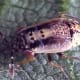 Just like adult bigeyed bugs, bigeyed nymphs are excellent beneficial predators.