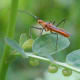 Assassin Bug