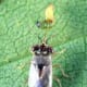 Bigeyed Bug