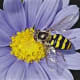 Hover Fly