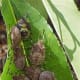A phalanx of soldier bugs on the move.