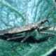 Damsel Bug