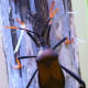 Assassin bugs eat flies, caterpillars, beetles, and mosquitoes. But don't thank them with a hug. They'll bite you, too!