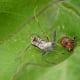 An assassin bug nymph feeds on a potato bug. Because the assassin bug undergoes a simple metamorphosis, nymphs and adults look very much alike.