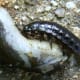 Ground beetle larvae have relatively prominent jaws. Here, beetle larva feeds on a slug.