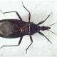 Adults are usually brown or black with narrow head.