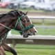 Racing horses.