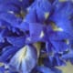 thai-flower-dumplings-recipe