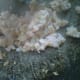 thai-flower-dumplings-recipe