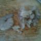 thai-flower-dumplings-recipe