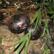 Rafflesia buds