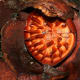 The Rafflesia flower in the process of wilting after several days of blooming