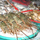 dubai-deira-fish-market