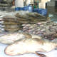 dubai-deira-fish-market