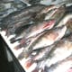 dubai-deira-fish-market