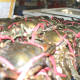dubai-deira-fish-market