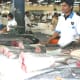 dubai-deira-fish-market