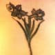 daffodil-tattoos-and-meanings-daffodil-tattoo-designs-and-ideas-daffodil-tattoo-images