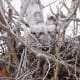 Baby Great Horned Owls are very well hidden.