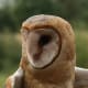 I think that Barn Owls are the most beautiful of all the owls.