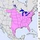 Screech Owl Range Map