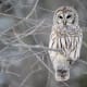 Barred Owl shows the beautiful streaking of the feathers.