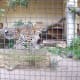 Amur leopard (Panthera pardus orientalis) in Artis Zoo, Amsterdam