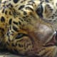 Amur Leopard (Panthera pardus orientalis)