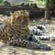 Panthera pardus orientalis