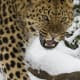 Amur leopard