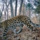 Amur leopard in its habitat