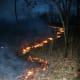 Forest fire